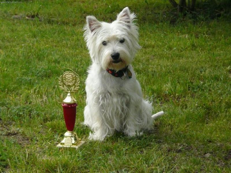 WEST HIGHLAND WHITE TERIÉR23.jpg