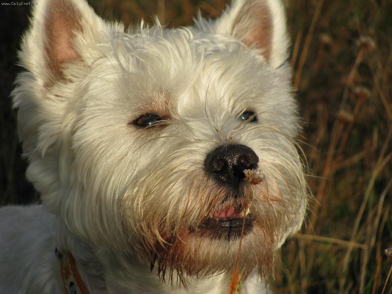 WEST HIGHLAND WHITE TERIÉR 1.jpg