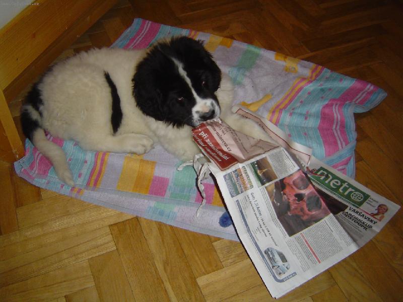 LANDSEER1.jpg