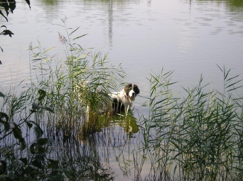 LANDSEER5.jpg