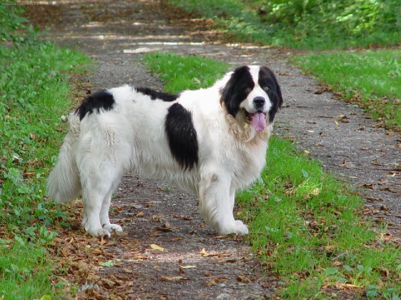 LANDSEER6.jpg