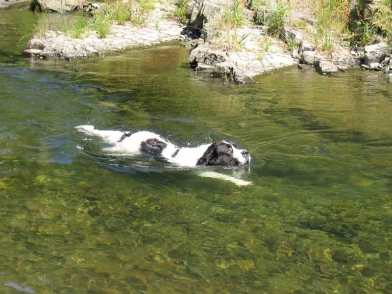 LANDSEER8.jpg