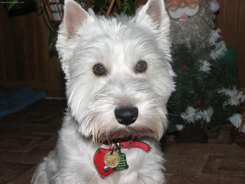 WEST HIGHLAND WHITE TERIÉR6.jpg