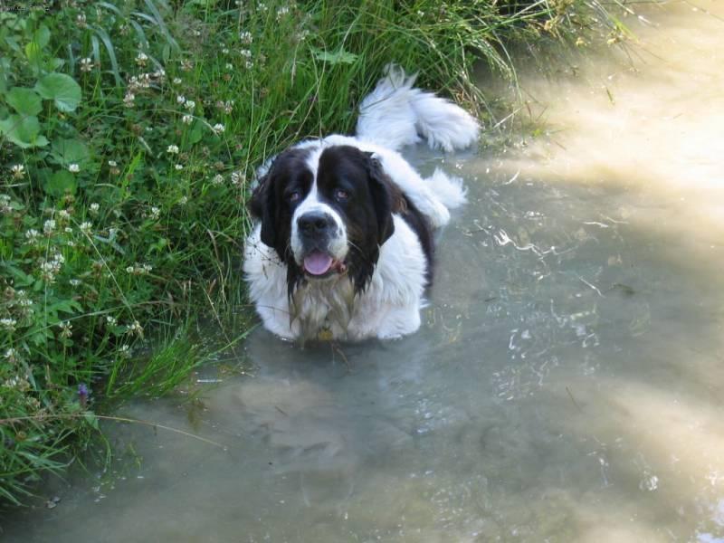 LANDSEER10.jpg
