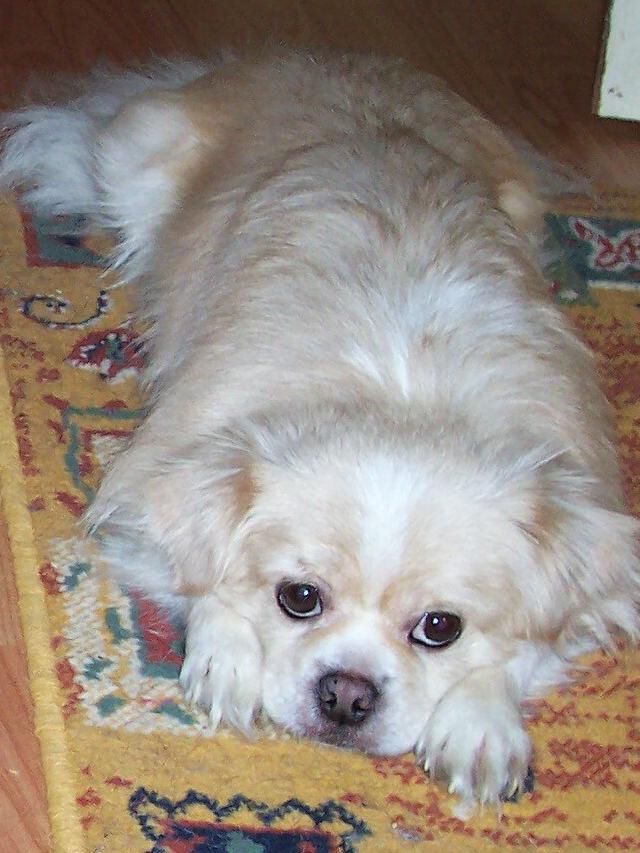 tibetsky-spanel_4.jpg