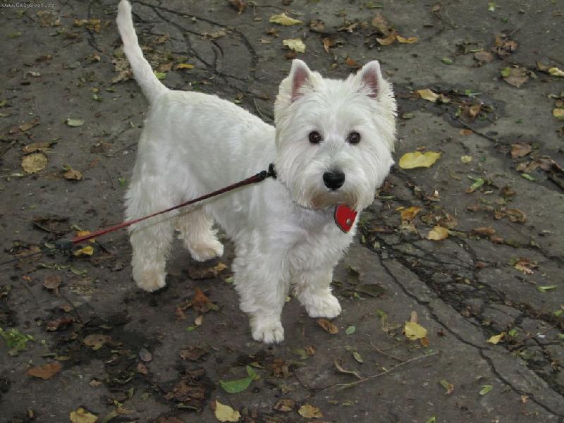 WEST HIGHLAND WHITE TERIÉR8.jpg